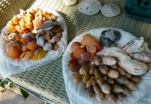 seashells drying seashells drying