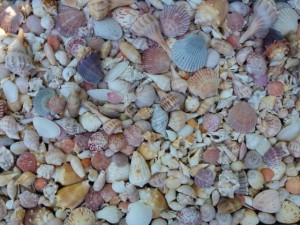 seashells in the yard seashells in the yard