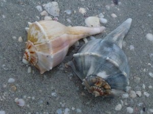 whelk shells in sand whelk shells in sand