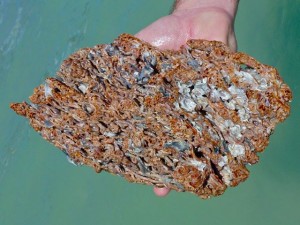 worm rock worm rock