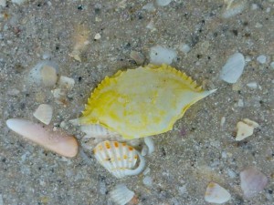 young yellow blue crab young yellow blue crab