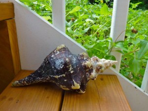 10 inch fighting conch on step