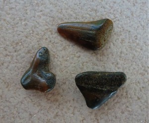 3 sharks teeth 3 sharks teeth