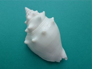 Albino Fighting conch albino fighting conch