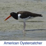 American Oystercatcher Florida American Oystercatcher Florida