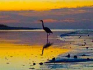 Great Blue Heron sunrise Sanibel