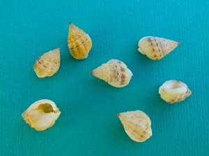 Bruised Nassa seashells