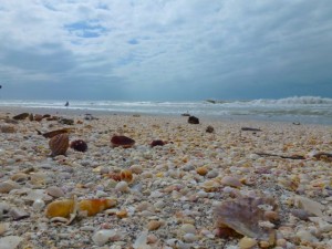 Captiva seashells october 2011 Captiva seashells october 2011