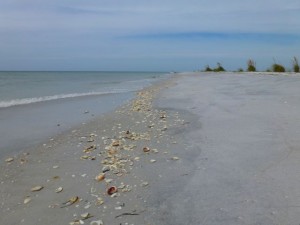 Cayo Coast beach shells Cayo Coast beach shells