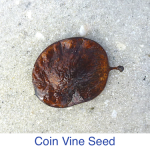 Coin Vine Seed Identification Coin Vine Seed Identification