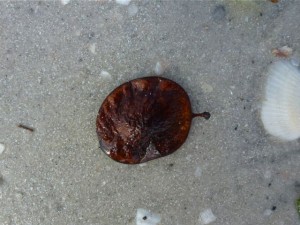 Coin Vine Seed Coin Vine Seed
