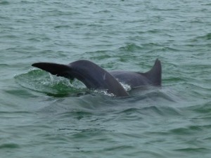Dolphins dancing in gulf coast Dolphins dancing in gulf coast