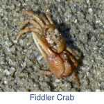 Fiddler Crab id Fiddler Crab id