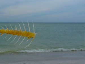 Fish bone skeleton Fish bone skeleton