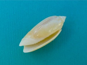 Golden Olive aperture