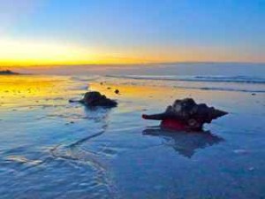 Horse conchs sunrise Sanibel