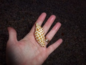 My first junonia in dark My first junonia in dark