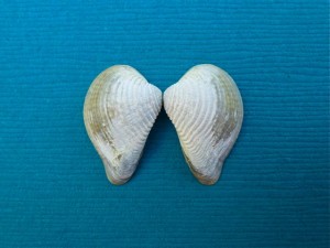 Pointed Venus Seashell Pointed Venus Seashell