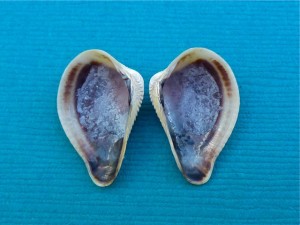 Pointed Venus seashell interior Pointed Venus seashell interior