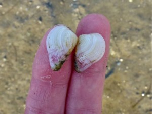 Pointed Venus seashell size Pointed Venus seashell size