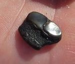 Pufferfish Mouth plate fossil Pufferfish Mouth plate fossil