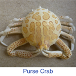 Purse Crab Identification Purse Crab Identification