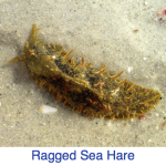Ragged Sea Hare Identify Ragged Sea Hare Identify