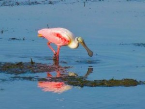 Roseate Spoonbil swingin head Roseate Spoonbil swingin head