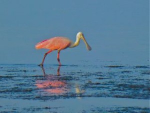Roseate Spoonbill Sanibel Roseate Spoonbill Sanibel