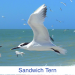 Sandwich Tern Identify Sandwich Tern Identify