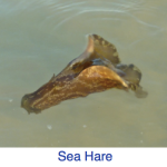 Sea Hare Identification Sea Hare Identification