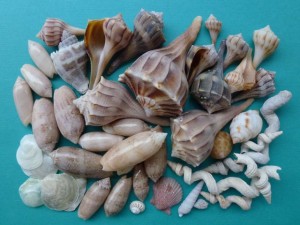 Seashell treasures Boating Day Seashell treasures Boating Day
