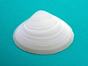 Southern Surf Clam Exterior Southern Surf Clam Exterior