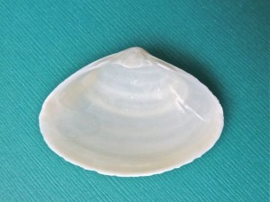 Southern Surf Clam Interior Southern Surf Clam Interior