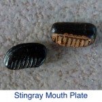 Stingray Mouth Plate ID Stingray Mouth Plate ID