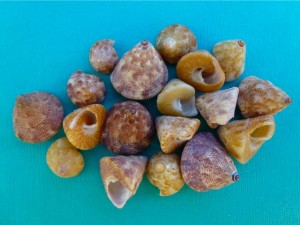 Top Shells Marco