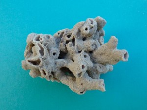 Tubular Horn Bryozoan Ectoprocta