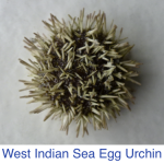 West Indian Sea Egg West Indian Sea Egg