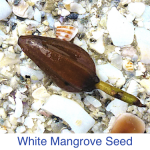 White Mangrove Seed Identify White Mangrove Seed Identify
