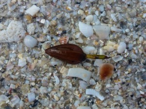 White Mangrove seed sprout White Mangrove seed sprout