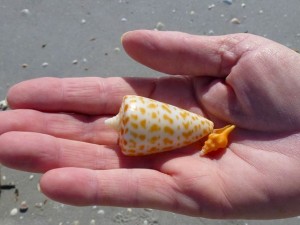alphabet and conch captiva