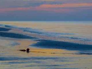 beached bouy at sunrise sanibel