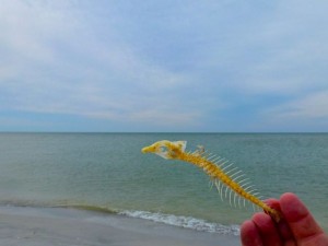 cayo costa fishbone cayo costa fishbone
