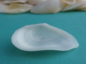 constricted macoma bend