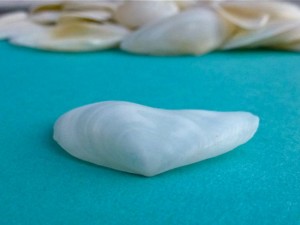 contricted macoma front