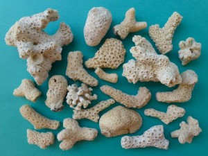 coral on aqua Sanibel Captiva