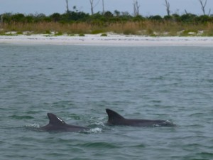 dolphins by our boat cayo costa dolphins by our boat cayo costa
