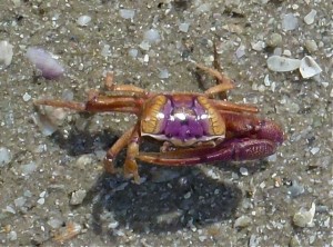 fiddler crab purple fiddler crab purple