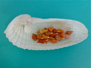 horsie conchs in angel wing