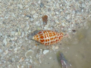 junonia close up